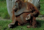 Orangutan Poster