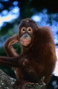 Orangutan Poster