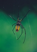 Orb Weaver Magnet