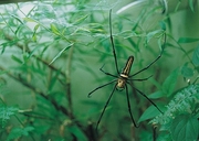 Orb Weaver Magnet