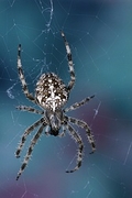 Orb Weaver Magnet