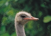 Ostrich Magnet