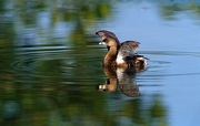 Pied-Billed Grebe Magnet