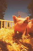 Pig Magnet