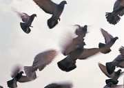 Pigeon Magnet