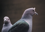 Pigeon Magnet