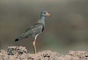 Plover Magnet