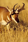 Pronghorn Magnet