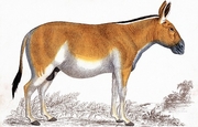 Quagga Poster