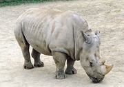 Rhinoceros Magnet