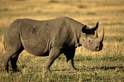 Rhinoceros Magnet
