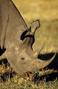 Rhinoceros Magnet