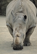 Rhinoceros Magnet