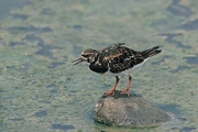 Ruddy Turnstone Magnet