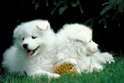 Samoyed Poster