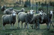 Sheep Magnet