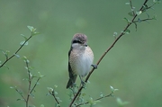Shrike Magnet