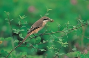 Shrike Magnet