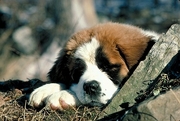 St. Bernard Poster