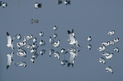 Stilt Magnet