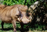Warthog Magnet