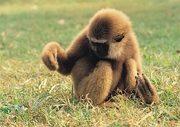 White Faced Gibbon Poster