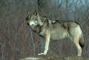Wolf T-Shirt