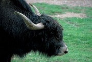 Yak Magnet