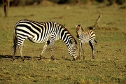 Zebra Magnet