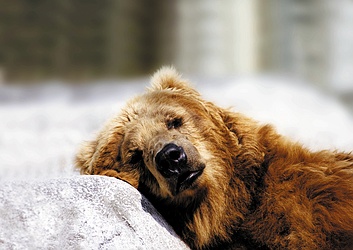 Brown Bear