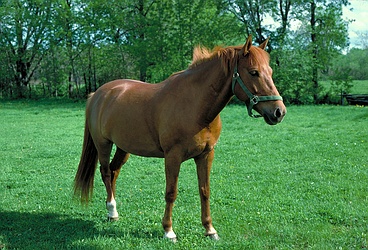 Quarterhorse