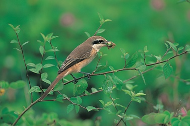 Shrike