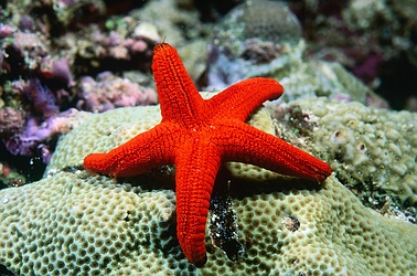 Star Fish