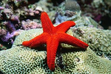 star fishes