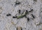 Ant picture