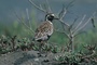 Arctic Plover picture