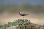 Arctic Plover picture