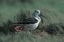 Avocet picture