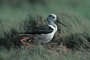Avocet picture