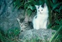 Cat picture