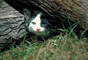 Cat picture