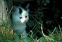 Cat picture