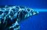Dolphin picture