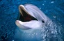 Dolphin picture