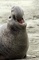 Elephant Seal picture