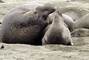 Elephant Seal picture