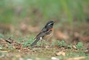 European Robin picture