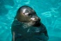 Harbor Seal picture