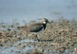 Plover picture