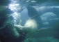 Seal picture